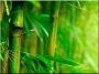 Dekoráció, bambusz