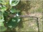 Nevelőkaró, akác fából, 120 cm