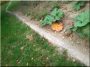 Piquet poli pour bordure jardinier