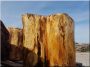 Acacia logs