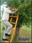 Locust log ladder