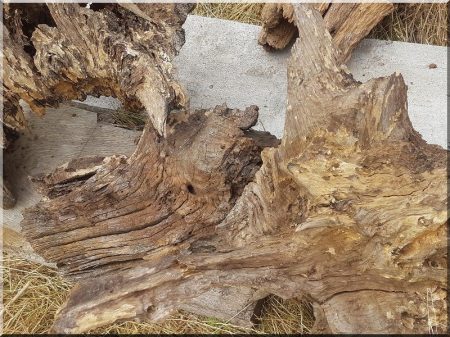 Racines nettoyées, troncs d'arbres
