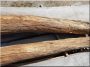 Acacia logs, driftwood