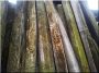 Vieux bois décomposé