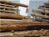 Vieux bois décomposé