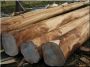 Debarked, halved log, 18 - 24 cm