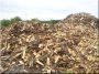 Thin refuse timber from acacia
