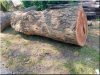 Vastag platánfa rönkök