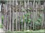 Zulu fence, 8 - 10 cm