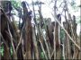 Branche clôture, zulu, 4 - 6 cm