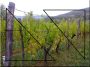 Acacia vineyard stake, 5 x 5 cm, 2 metres triangle shaped