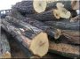 Acacia log, 18 - 21 cm
