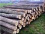 We are looking for acacia logs and poles!