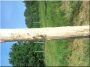 Debarked acacia pole, diam. 10-14 cm