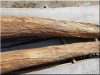 Acacia logs, driftwood