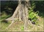 Root stump