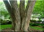403 / 5000 Fordítási találatok Branched trees, forked trees