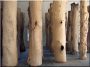 Barked acacia column, 16 to 20 cm in diameter
