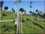 Acacia stalk, 25 x 25 mm, 2.5 meters long