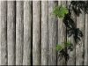 Round timber for favorable price