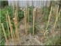 Acacia stake, 25 x 25 mm, 1 metre long