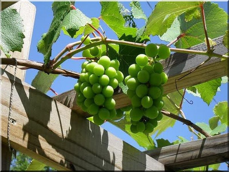 Pergola, lugas építése - Antik bútor, egyedi natúr fa és loft