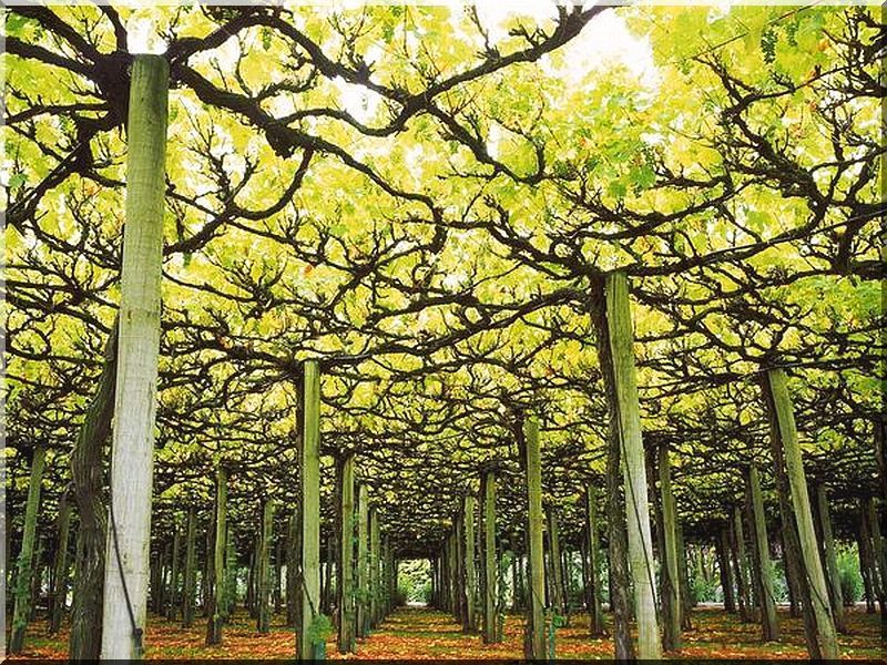 Pergola, lugas építése - Antik bútor, egyedi natúr fa és loft