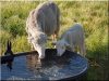 Sheep drinking-trough