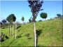 Acacia stalk, 25 x 25 mm, 1.8 meters long