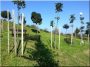 Acacia stalk, 25 x 25 mm, 2.0 meters long