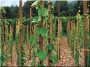 Acacia stalk, 25 x 25 mm, 2.0 meters long