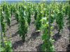 Echalas de vigne en acacia, 1,8 m