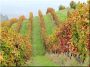 Echalas de vigne en acacia, 1,8 m