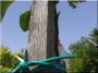 1,8 meter langer Robinienholzpflock 