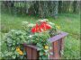 Boîte à fleur rustique d-acacia,  40 x 70 x 40 cm