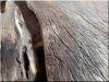 Thick, rustic walnut table top