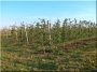 Acacia vineyard stake 2,5 meters, 5x5 cm 