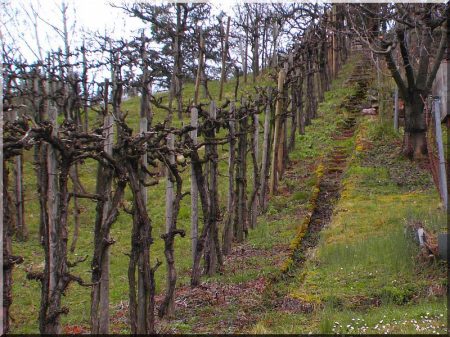 Acacia vineyard stake, 5 x 5 cm, 2 metres long