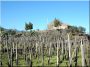 Acacia vineyard stake
