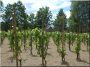 Acacia vineyard stake