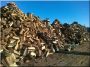 Locust firewood