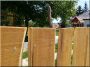 Vastag akác deszka kerítés, szélezetlen deszkákból