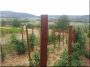 Acacia vineyard stake, 5 x 5 x 180 cm, triangle shaped