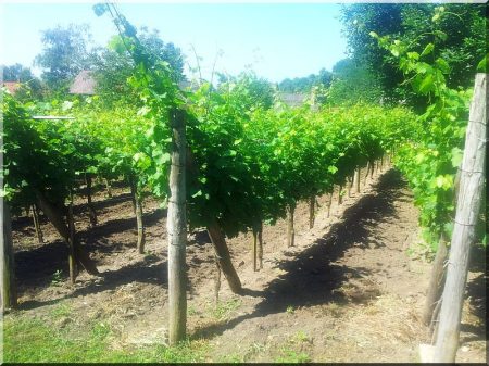 Piquet de vigne en acacia, 2,7 m