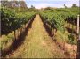 Locust vineyard post, 2,7 m