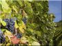 Piquet de vigne en acacia, 2,7 m