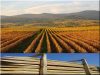 Traditionelle Weinpfähle aus Akazienholz, 2,5 m lang