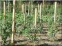 Acacia stakes, 25 x 25 mm, 1,2 metre long