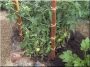 Acacia stakes, 25 x 25 mm, 1,2 metre long