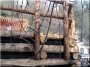 Debarked acacia log for retaining walls
